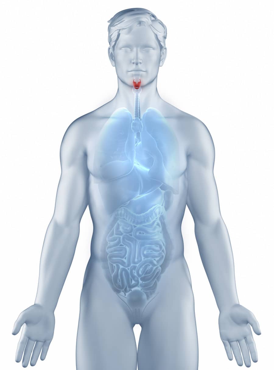 Larynx position anatomy man isolated