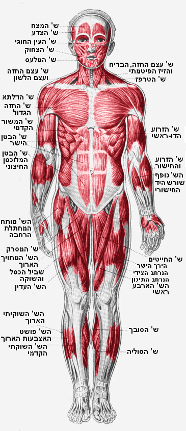 Uklad_miesniowy_s_red_heb.PNG