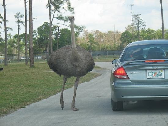 ostrich-at-lion-country.jpg