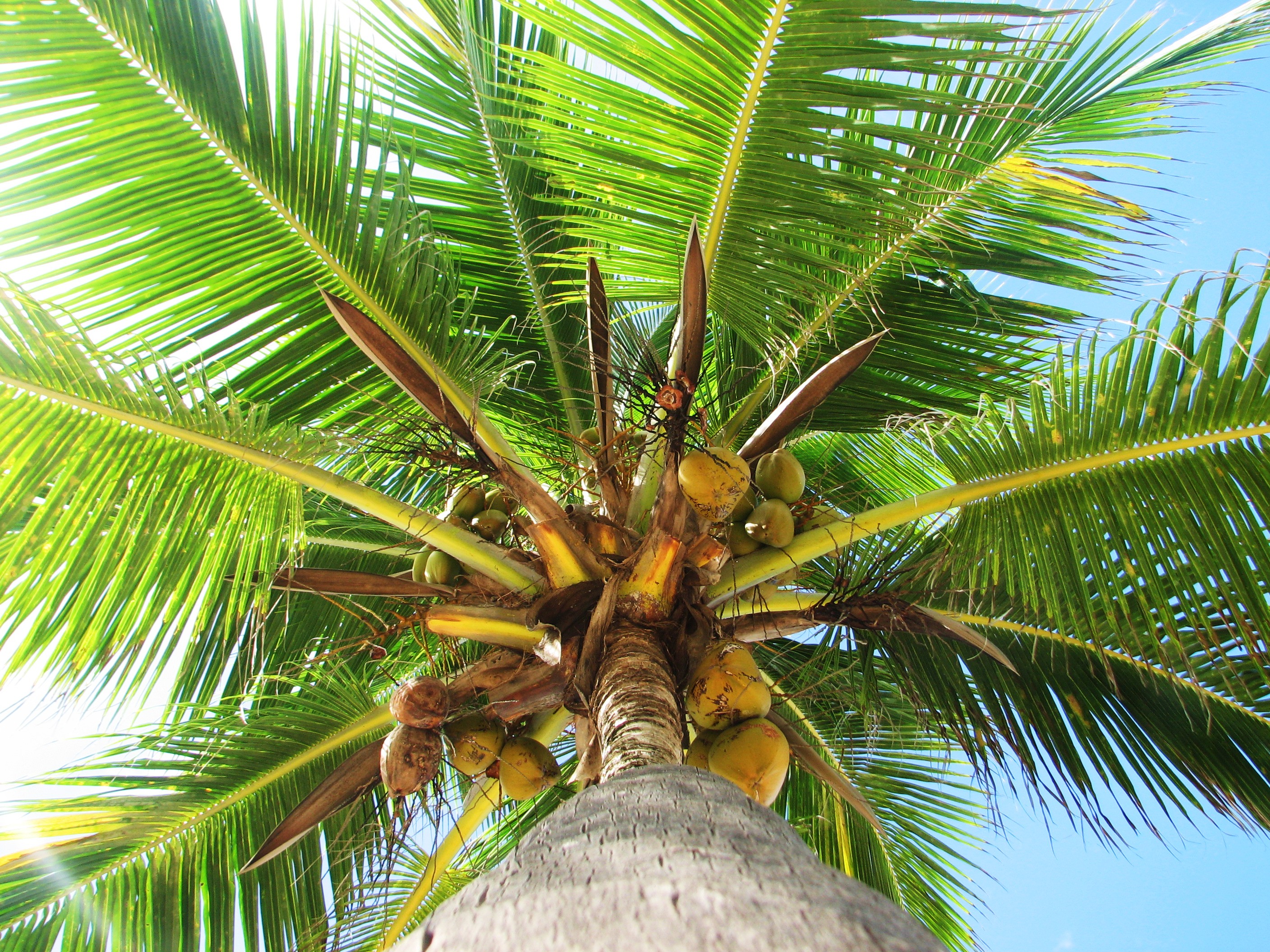 palm-tree.jpg