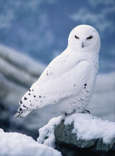 whiteowl.jpg
