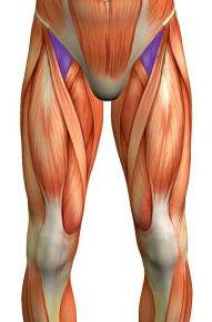 Iliopsoas.jpg