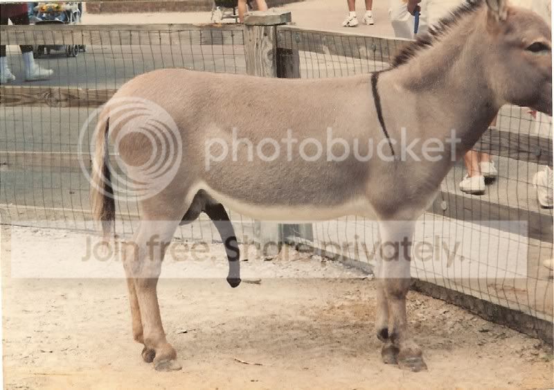 donkey_dick.jpg