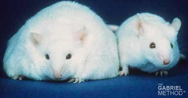 fat-rats.jpg