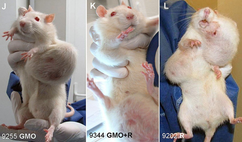 GMO1-1024x599.jpg