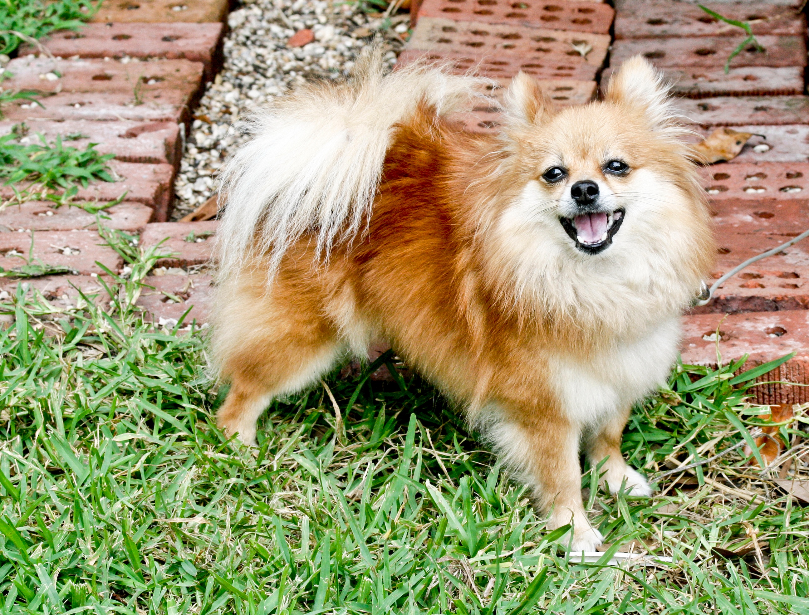 Pomeranian_dog_standing.jpg