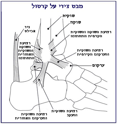 Ankle.heb.PNG