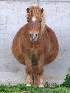 Fat+Horse.jpg