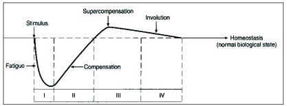 Supercompensation1.jpg