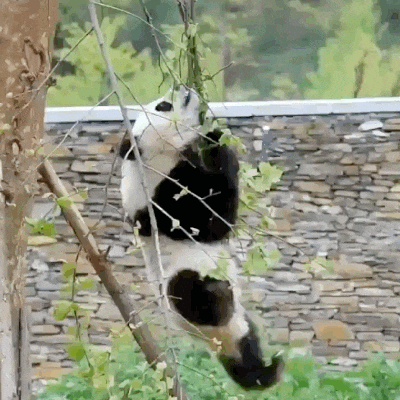 giphy.gif