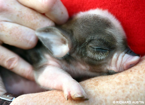 tetleypiglet.jpg