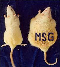 Rats_Fed_MSG_Obesity.jpg