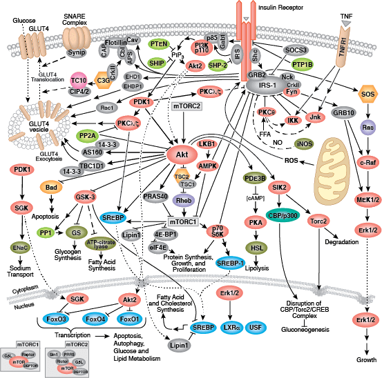 insulin-receptor.png