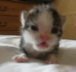 kitty_rawr.gif
