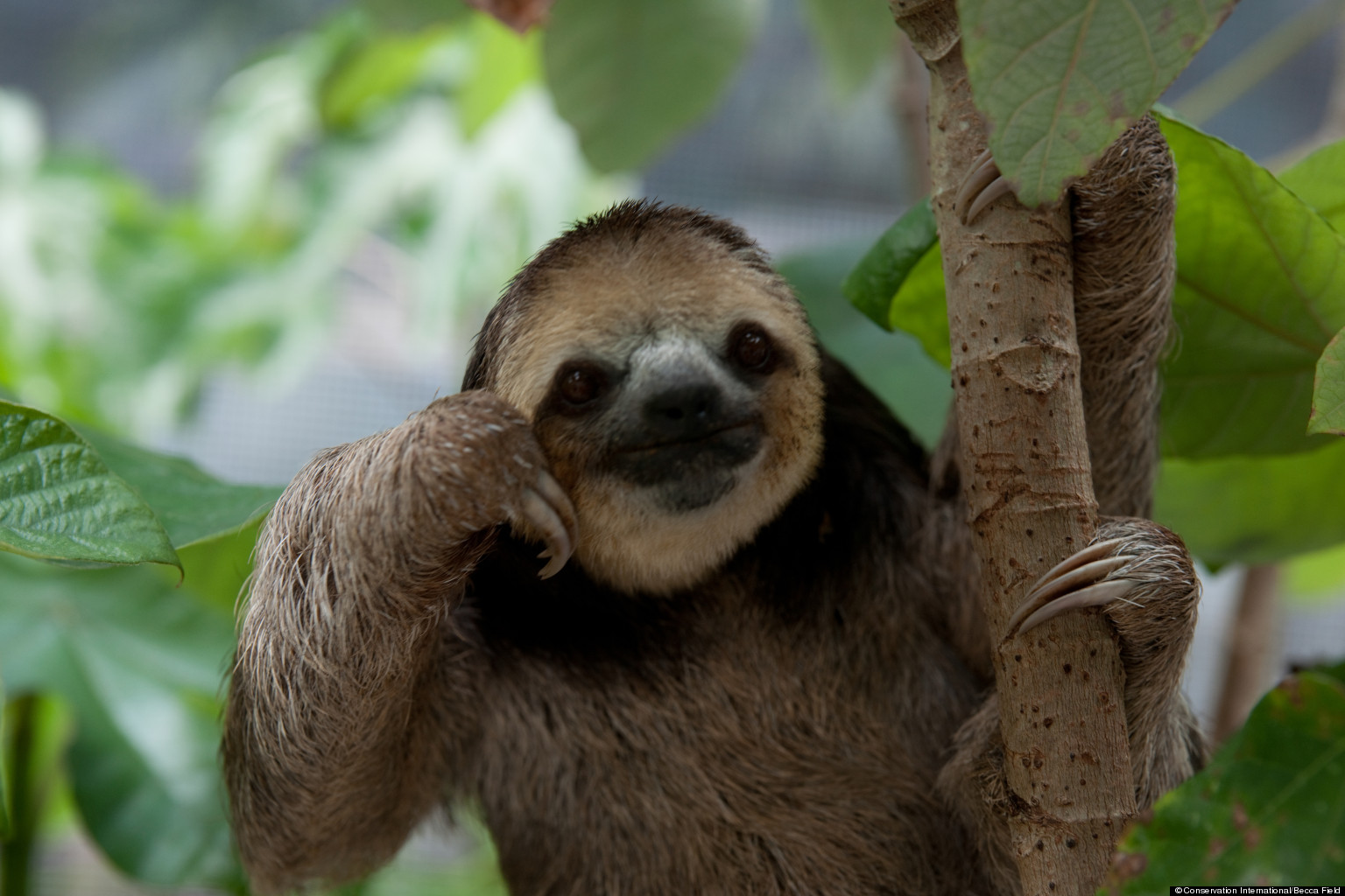 o-photos-of-sloths-facebook.jpg