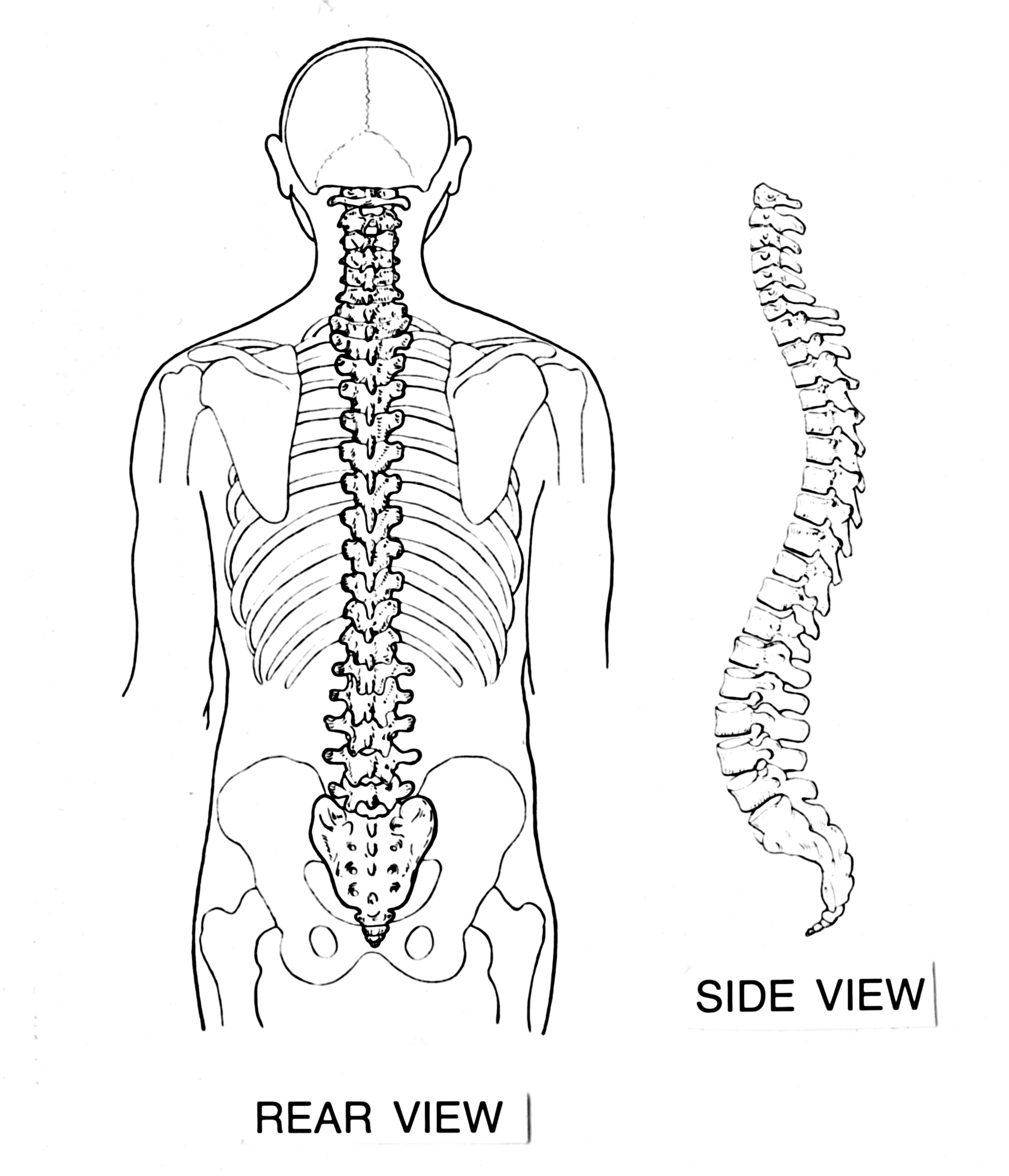 Backbone_(PSF).png