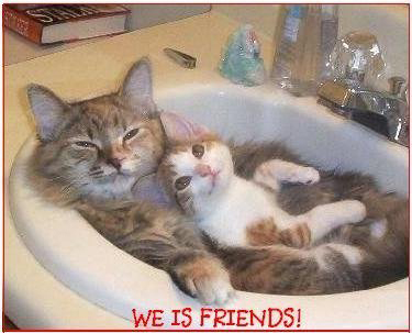 funny-comode-cats.jpg