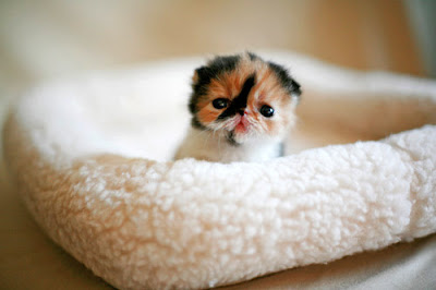 kitten.jpg