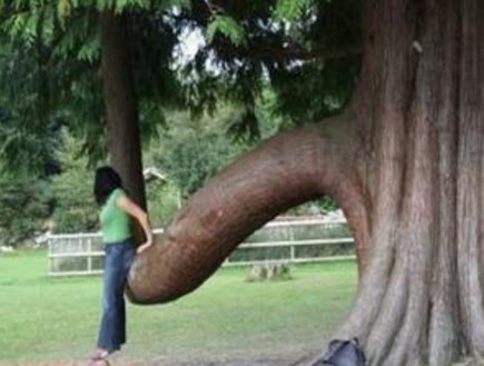 Penis_Tree_rectangle_xlarge_c.jpg