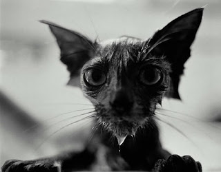 floodcat2.jpg