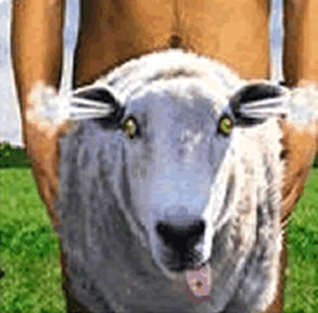 sheep-shagger.jpg
