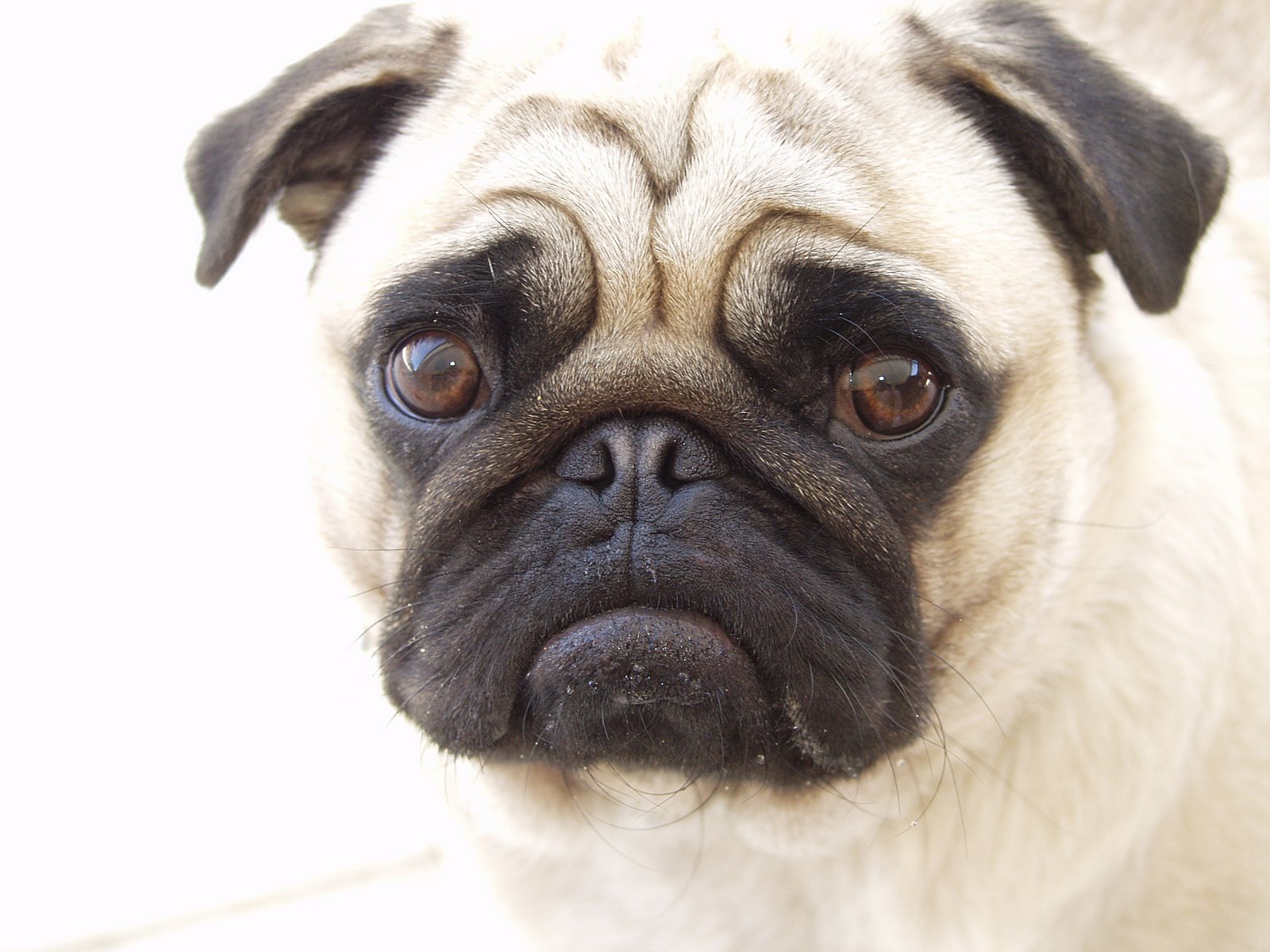 Beautiful-Pug-pugs-13728088-1600-1200.jpg