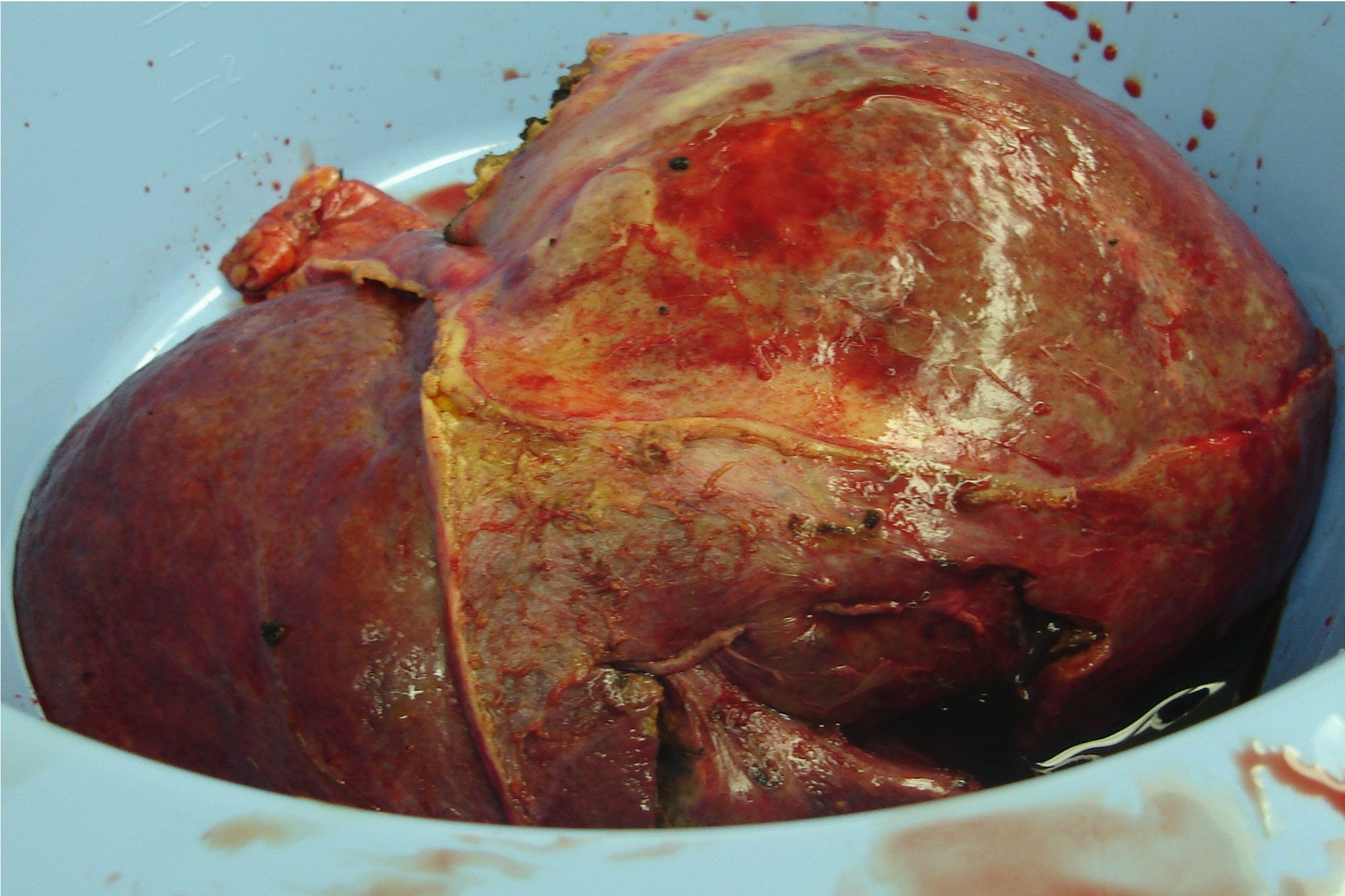 scotts-liver-cropped.JPG