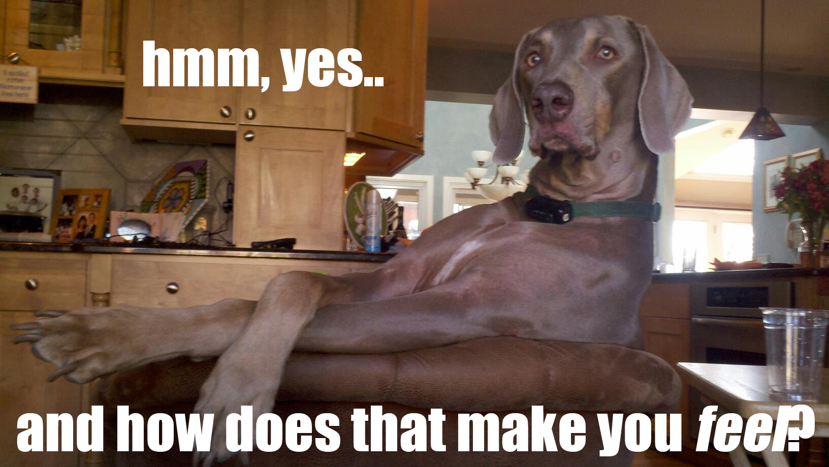 psychologistdog.jpg