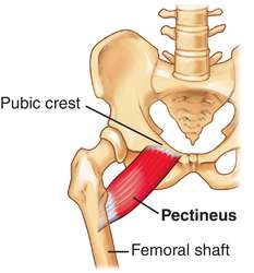 pectineus.jpg