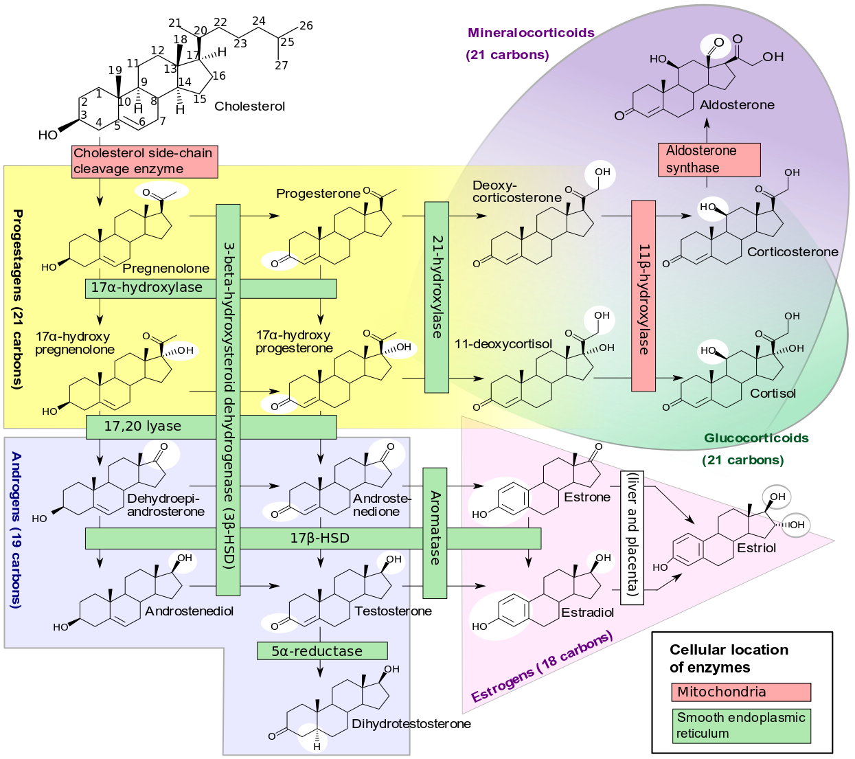 cytochrome-p450-activity.png