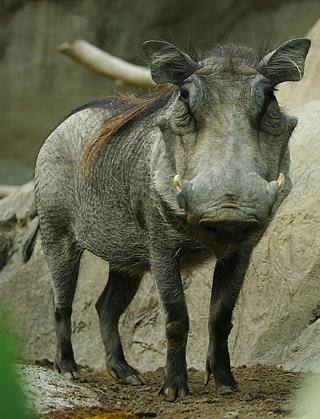 Lightmatter_warthog.jpg