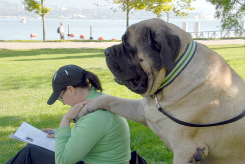 mt56393,1252358271,mastiff4.jpg