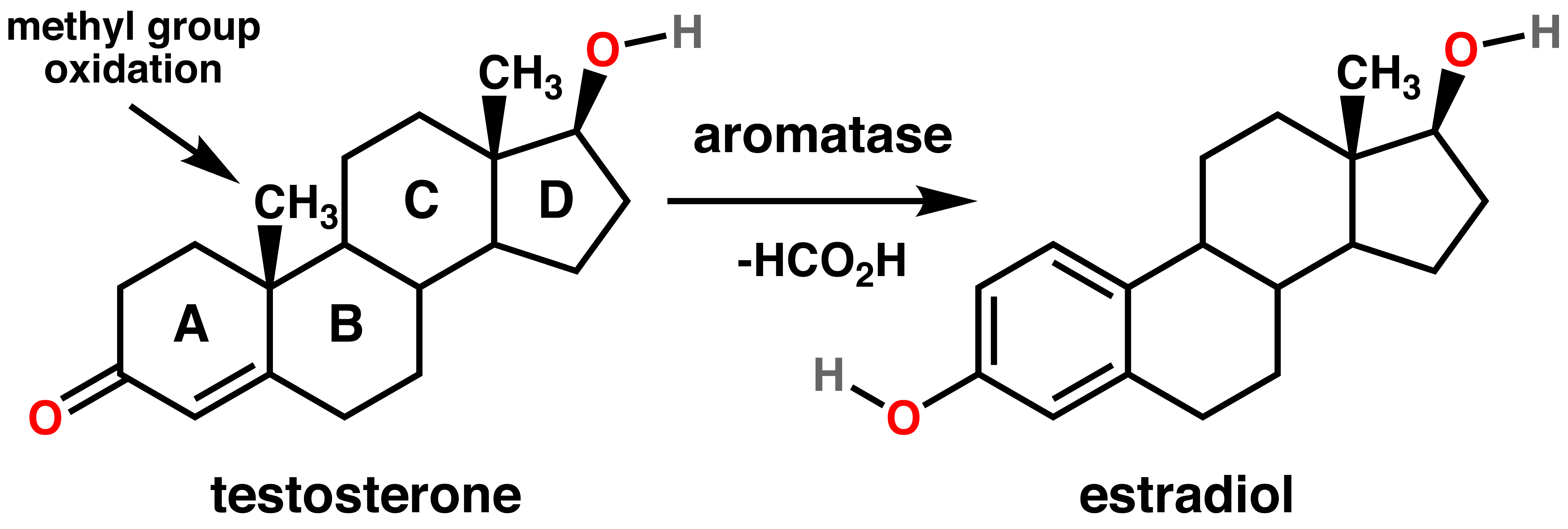 testosterone-estradiol-conversion.png