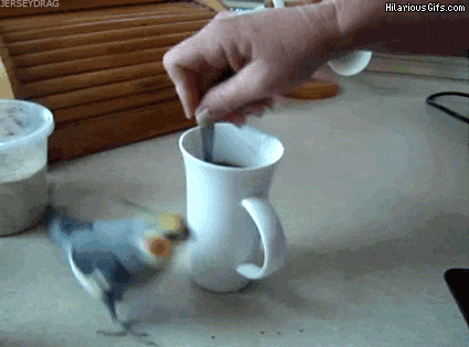 giphy.gif
