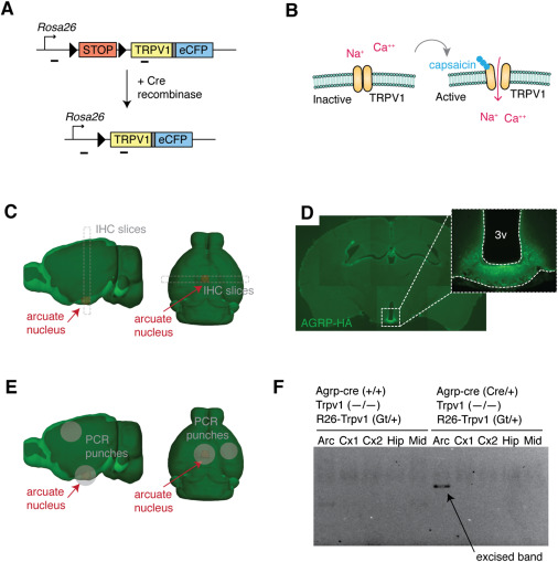 1-s2.0-S0092867415001907-figs1.jpg