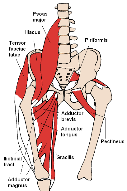 Anterior_Hip_Muscles_2.PNG