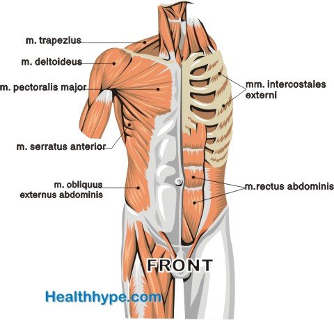 frontchestmuscles.jpg